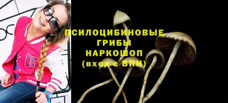 где найти   blacksprut ССЫЛКА  Галлюциногенные грибы Psilocybine cubensis  маркетплейс клад  Будённовск 